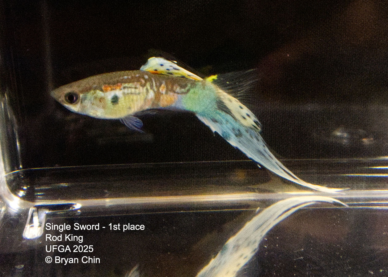 Guppy Single Swordtail
